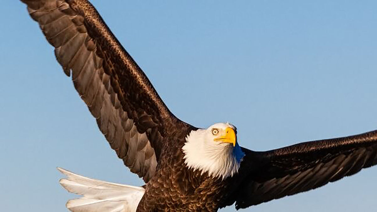 15 American Symbols Of Freedom