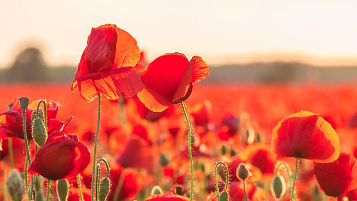 Understanding the Symbols of Veterans Day: A Deep Dive